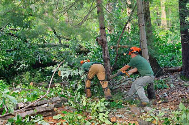 Best Large Tree Removal  in Maple Valley, WA